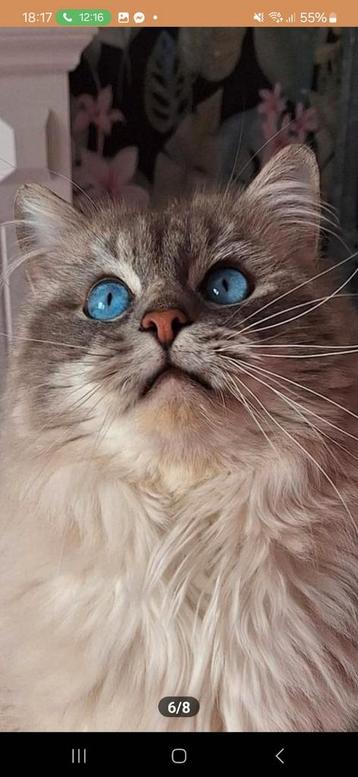 Ragdoll kater met stamboom  beschikbaar voor biedingen