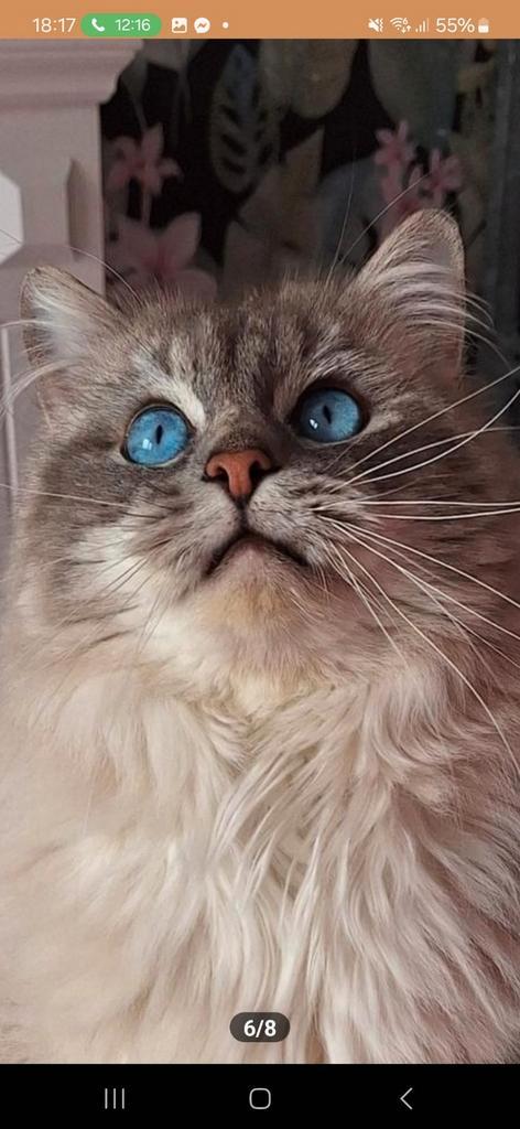 Ragdoll kater met stamboom, Dieren en Toebehoren, Katten en Kittens | Raskatten | Langhaar, Kater, Met stamboom