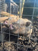 Mini varkens 1,5 jaar oud moeten weg!, Dieren en Toebehoren, Meerdere dieren, Varken, 0 tot 2 jaar