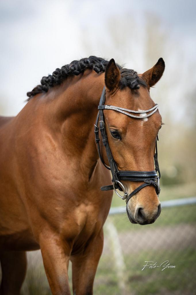 Knappe D pony, Dieren en Toebehoren, Pony's, Ruin, Zadelmak, D pony (1.37m tot 1.48m), 3 tot 6 jaar, Met stamboom, Gechipt, Ontwormd