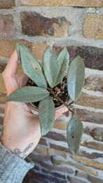 Goed gewortelde Hoya Carnosa Wilbur Graves Super Silver, Overige soorten, Minder dan 100 cm, Ophalen of Verzenden, Halfschaduw