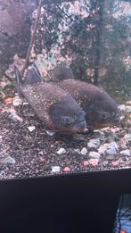 3 piranha’s, Dieren en Toebehoren