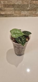 Scindapsus Pictus, Ophalen of Verzenden, Overige soorten, Minder dan 100 cm
