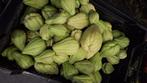 Chayote vruchten, Tuin en Terras, Planten | Tuinplanten, Ophalen, Eenjarig, Overige soorten, Volle zon