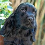 engelse cocker spaniel pups met stamboom, Dieren en Toebehoren, Honden | Retrievers, Spaniëls en Waterhonden, 8 tot 15 weken, Meerdere