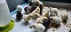 USA zijdehoentjes verschillende kleuren, Dieren en Toebehoren, Vrouwelijk, Kip