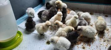 USA zijdehoentjes verschillende kleuren zijdehoen  beschikbaar voor biedingen