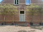 Leibomen in pot 4 stuks ongeveer 4 meter lang, Tuin en Terras, Planten | Bomen, Ophalen of Verzenden