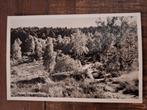 Fotokaart Zeegse - Natuurschoon - 1958, Verzamelen, Ansichtkaarten | Nederland, Ophalen of Verzenden, 1940 tot 1960, Gelopen, Drenthe