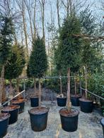 Taxus bomen vormsnoei groenblijvend, Ophalen, Bloeit niet, Volle zon, Overige soorten