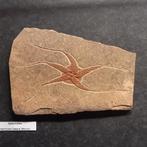 Slangenster Fossiel uit Marokko, Verzamelen, Ophalen of Verzenden, Fossiel