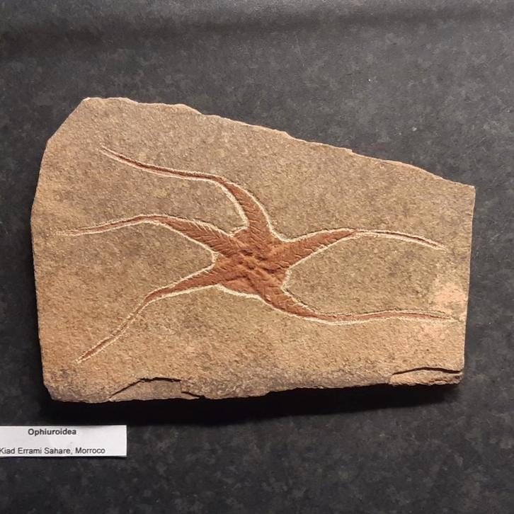 Slangenster Fossiel uit Marokko, Verzamelen, Mineralen en Fossielen, Fossiel, Ophalen of Verzenden