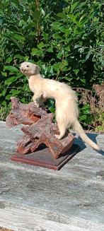 Opgezette/taxidermie Wezel - Naturalis 1977, Ophalen of Verzenden