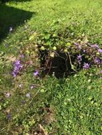 Klokjesbloem / Campanula tuinplant, staat in de kuip . ik he, Tuin en Terras, Planten | Tuinplanten, Vaste plant, Halfschaduw