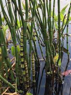 Vijverplanten Schitterende JAPANSE HOLPIJP, Nieuw, Overige typen, Ophalen of Verzenden