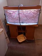 Ik ben op zoek naar discusvissen?, Dieren en Toebehoren, Vissen | Aquariumvissen, Vis