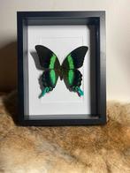 Vlinder in een fotolijst, Nieuw, Opgezet dier, Ophalen of Verzenden, Insect