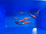 Japanse Koi 14-20cm, Karper of Koi