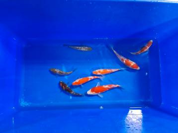 Japanse Koi 14-20cm beschikbaar voor biedingen
