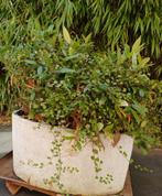 Winterharde planten in PMTD bak, Ophalen, Gebruikt, Minder dan 60 cm