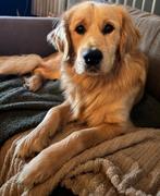 golden retriever reu, Dieren en Toebehoren, Honden | Retrievers, Spaniëls en Waterhonden, Golden retriever, Rabiës (hondsdolheid)