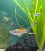 Baby zwaarddragers te reserveren, Dieren en Toebehoren, Vissen | Aquariumvissen, Vis, Zoetwatervis