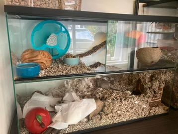 2 gerbils met gerbilarium compleet beschikbaar voor biedingen