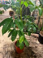 Schefflera Amate – 200 cm, Huis en Inrichting, Kamerplanten, Ophalen, Halfschaduw, Minder dan 100 cm