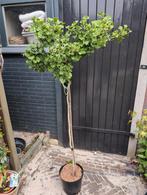 Ginkgo Biloba Mariken Japanse notenboom, Tuin en Terras, Ophalen, Overige soorten, Minder dan 100 cm
