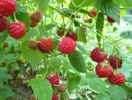 Frambozen planten, Tuin en Terras, Ophalen of Verzenden, Minder dan 100 cm, Overige soorten, Zomer