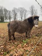 Mini pony’s, Dieren en Toebehoren, Merrie, Niet van toepassing, Gechipt, A pony (tot 1.17m)