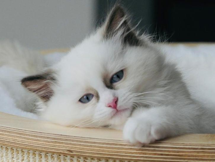 Zeer lieve Ragdoll katertjes met stamboom, chocolate, Dieren en Toebehoren, Katten en Kittens | Raskatten | Langhaar, Kater, 0 tot 2 jaar