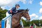 GAVE KWPN SPRING MERRIE!!, Merrie, Springpaard, 160 tot 165 cm, 11 jaar of ouder