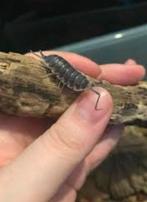 Porcellio Hoffmannseggii, Vis