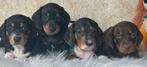 korthaar  standaard  teckel pups vanaf 1000€, Dieren en Toebehoren, Honden | Teckels en Dashonden, Nederland, 8 tot 15 weken, Dwerg