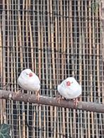 Witte zebravinken, Dieren en Toebehoren, Vogels | Overige Vogels, Meerdere dieren, Tropenvogel, Geringd