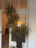 Dracaena (Dragon Tree) te koop!, Vaste plant, Bloeit niet, Halfschaduw, Ophalen
