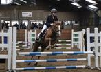 bijrijdpaard / verzorgpaard gezocht  omgeving Leeuwarden, Dieren en Toebehoren, Paarden en Pony's | Verzorgingsproducten, Verzenden