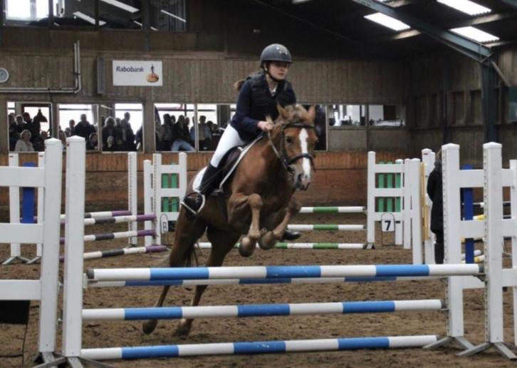 bijrijdpaard / verzorgpaard gezocht  omgeving Leeuwarden, Dieren en Toebehoren, Paarden en Pony's | Verzorgingsproducten, Nieuw