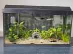Juwel rio 60, Dieren en Toebehoren, Ophalen of Verzenden, Gevuld zoetwateraquarium