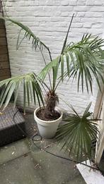 Mooie Buitenplant met Pot - Sfeervol & Sterk!, Vaste plant, Bloeit niet, Halfschaduw, Ophalen