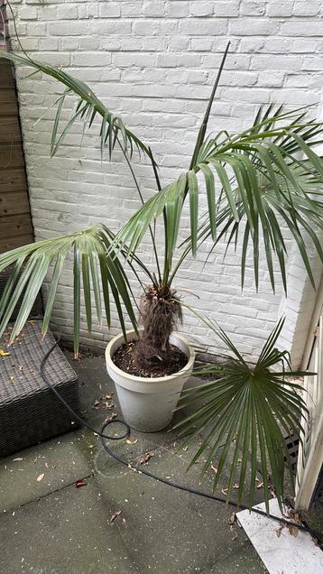 Mooie Buitenplant met Pot - Sfeervol & Sterk! beschikbaar voor biedingen