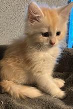 Maine Coon Kittens, Dieren en Toebehoren, Katten en Kittens | Raskatten | Langhaar, Meerdere dieren, Ontwormd, 0 tot 2 jaar