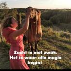 Holistisch Therapeut voor Paarden, Ophalen, Nieuw