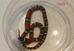 Lampropeltis polyzona "nelsoni", Dieren en Toebehoren, Reptielen en Amfibieën, Slang, Tam, 0 tot 2 jaar