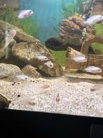 Platinum white papegaai cichliden, Dieren en Toebehoren, Vis