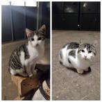 Boerderij kittens - twee katers, Meerdere dieren, Ontwormd, 0 tot 2 jaar