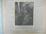 Artis. Mississippi-kaaiman. 1928., Verzenden, 1920 tot 1940, Nederland, Knipsel(s)