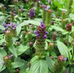 🪻🐝   Prunella vulgaris bijenkorfje brunel biologisch, Tuin en Terras, Volle zon, Vaste plant, Zomer, Ophalen