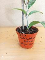 Hoya publicalyx splash potmaat 8.5 nummer H357, Ophalen of Verzenden, Halfschaduw, Minder dan 100 cm